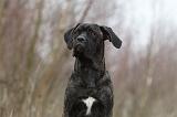 CANE CORSO 768